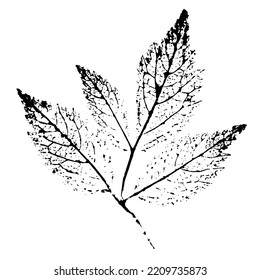 A branch of a plant with leaves. Ink print of the leaf texture. Vector image isolated on white background. Natural element for eco-design, eco-goods.