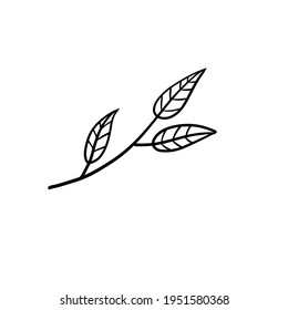 Branch of plant. Leaves in line style. Black and white natural illustration. Sketch Minimalism and simple flora.