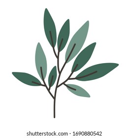 Branch. Plant on a white background. Vector floral set. Herbal Collection