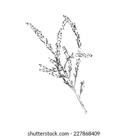 branch of plant, sketch vector illustration