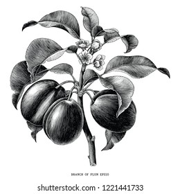 Branch of plum botanical vintage engraving illustration isolated on white background