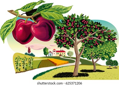 Branch of plum and orchard.