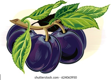 Branch of plum, white background.