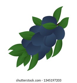 Branch of plums isolated on a white background. Vector illustration.
