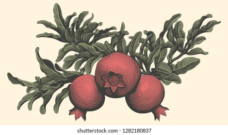 Branch of pomegranate. Hand drawn engraving. Vector vintage illustration. Isolated on light background. 8 EPS 