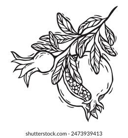 Branch with pomegranate leaves and fruits. Vector botanical black and white illustration, hand drawn in linocut style on isolated background. Drawing for food and cosmetics packaging design, packaging