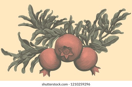 A branch of pomegranates. Hand drawn engraving. Editable vector vintage illustration. Isolated on light background. 8 EPS 