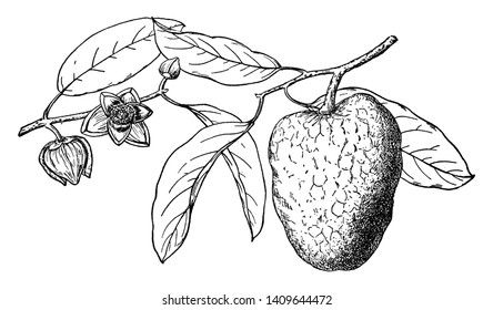Ein Zweig eines Teich-Apfelbaums. Teigapfel ist ein tropischer Obstbaum. Es zeigt einen Zweig mit Teich Apfel und Blumen. Auch bekannt als Annona Glabra, Vintage-Linie Zeichnung oder Gravitation Illustration.