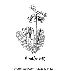 Branch of Primula veris. Medicinal herb