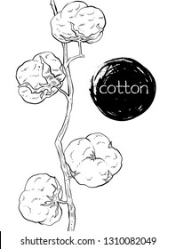 Branch of pure cotton, vector