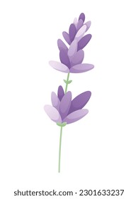 Rama de lavanda de campo púrpura. Dibujo plano aislado de una flor con pétalos.