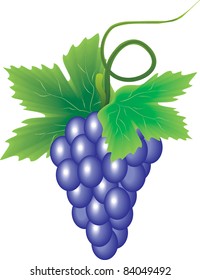 branch purple grape vine that the vector