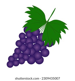 Rama de uvas moradas. Icono de ilustración de vector aislado en fondo blanco.
frutos de verano