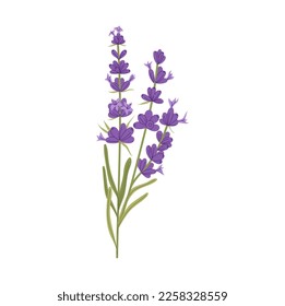 Rama de flores de lavanda morada con hojas verdes, hierba perfumada decorativa. Plantas de floración veraniega vectorial, hierba culinaria, lavanda orgánica, signo de procedencia