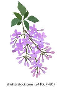  Branch of purple lilac flowers with leaves isolated on a white background. Vector illustration.