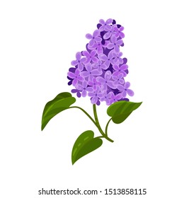 Branch of purple lilac. Vector illustration on a white background.