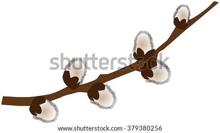 The branch of pussy-willow