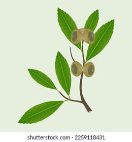 Branch of quercus austrocochinchinensis with acorns on a white background.