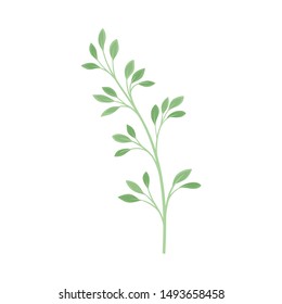 Branch with rare leaves. Vector illustration on a white background.