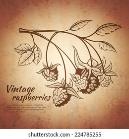 branch of raspberries with small leaves engraving vintage vector illustration