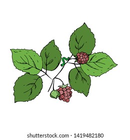 Branch with raspberries. Vector illustration.