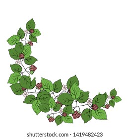 Branch with raspberries. Vector illustration.