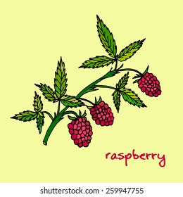 Branch of raspberries. Vector illustration