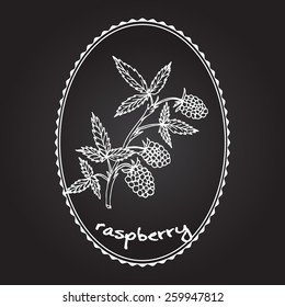 Branch of raspberries. Vector illustration