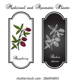 Branch of raspberries. Vector illustration