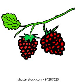 branch of raspberry fruit with leaf isolated on white background