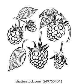 A branch of raspberry. A set of black and white illustrations of raspberries. Outline raspberry. Design festive cards and invitations for seasonal summer celebrations, beach cocktail parties.