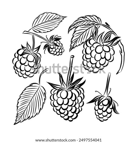 A branch of raspberry. A set of black and white illustrations of raspberries. Outline raspberry. Design festive cards and invitations for seasonal summer celebrations, beach cocktail parties.