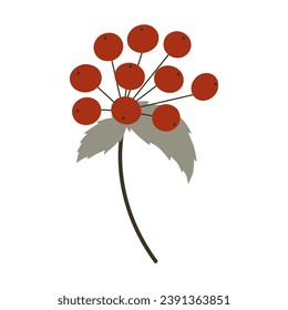 Branch with red berries vector illustration. Rowan tree twig flat cartoon stylized drawing isolated on white background. Floral decorative element for Christmas, winter holidays, autumn design