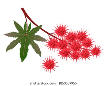 Branch red castor fruits with leaf on a white background.