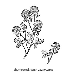Branch of  red clover. Vector engraving vintage black illustration. Isolated on white background. Hand drawn design element for label and poster