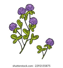 Branch of red clover. Vector engraving vintage color illustration. Isolated on white background.