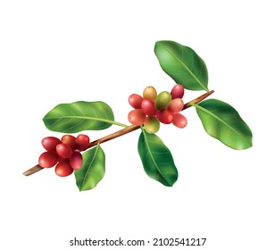 Branch with red coffee beans and green leaves realistic vector illustration