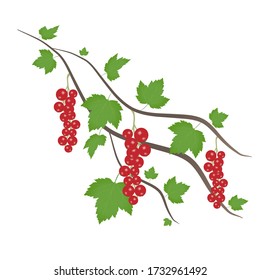 A branch of red currant on a white background. Decorative design element.