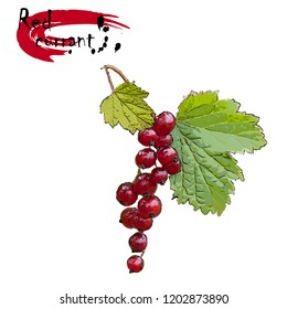 Branch of red currant (Ribes rubrum L.) with berries, the color vector drawing on a white background