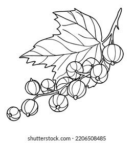 A branch of red currants. Contour vector drawing with black line, hand-drawn, isolated on white background. Coloring.