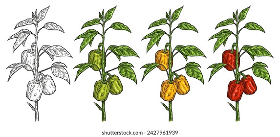 Branch of red, green, yellow sweet bell peppers plant with leaf. Vintage vector engraving color hand drawn illustration isolated on white background