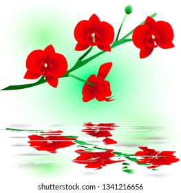 Branch of red orchid