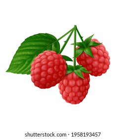Branch of red raspberry with green leaf isolated on white background. Realistic vector illustration.
