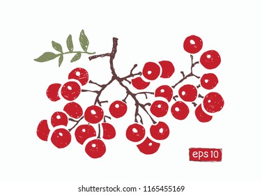 a branch of red rowan berries isolated, vector