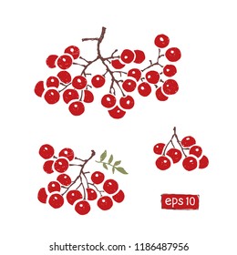a branch of red rowan berries isolated, vector