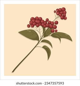 Branch with red rowan berries isolated on white background. Sorbus aucuparia, European rowan  berries with leaves. Vector illustration for design, cards, banners, flyer, social media, web, decoration