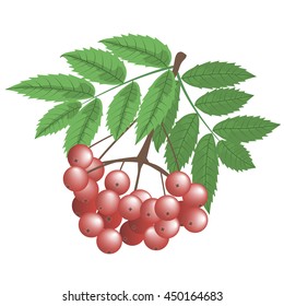 Branch of red rowan berries and leaves. Autumn, fall. Isolated on white background. Vector illustration.