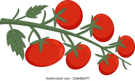Rama de tomates rojos. Verduras rojas maduras sobre fondo blanco. Verduras frescas, comida vegetariana saludable, tiempo de cosecha.