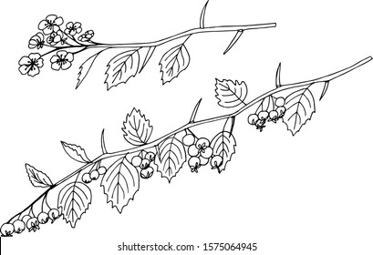 branch of redhaw hawthorn plant simple vector illustration of a traced drawing with black ink

