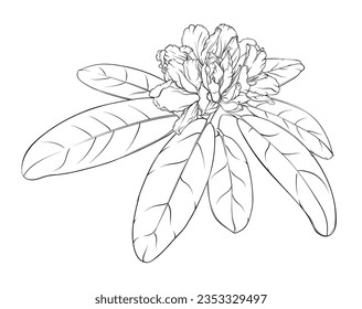branch of rhododendron with unblown buds and leaves. hand drawn illustration, stained glass window,